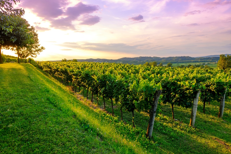 Vipava wijnstreek bij Bovec