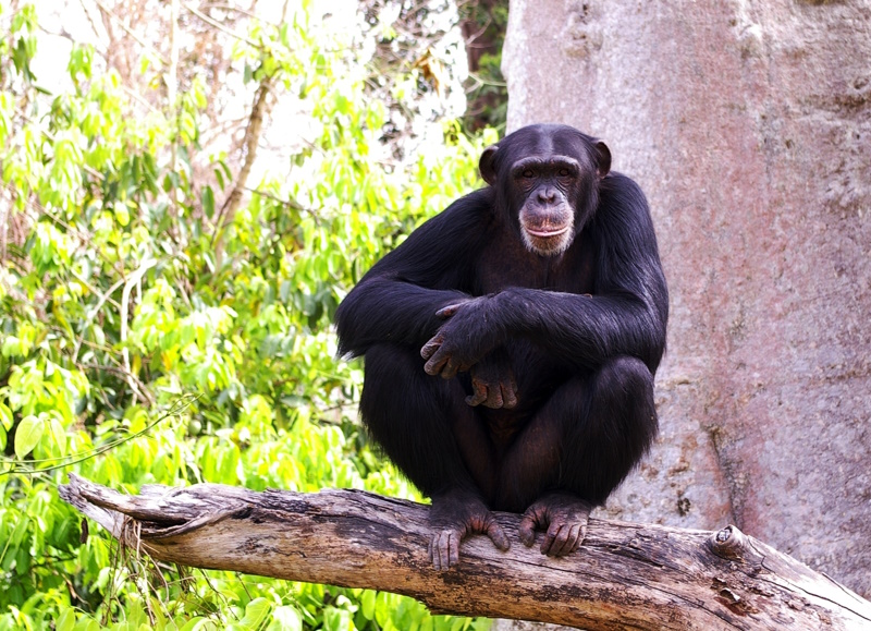 Guinee chimpansee