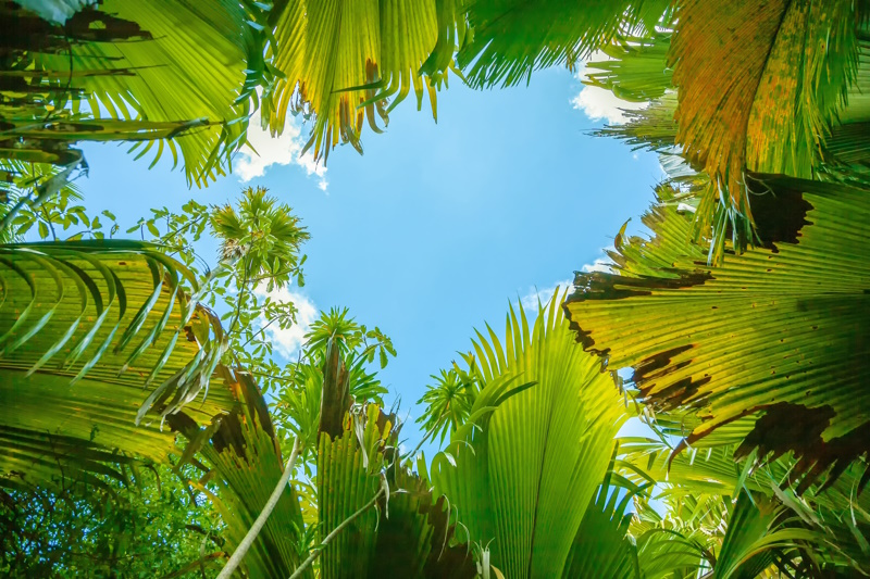 Vallee de Mai op Seychellen