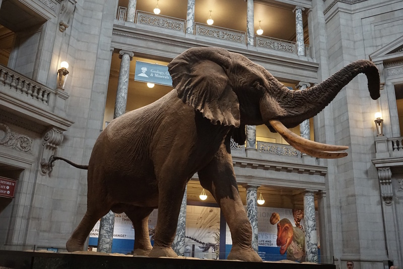 Olifant Natuurhistorisch Museum Washington DC