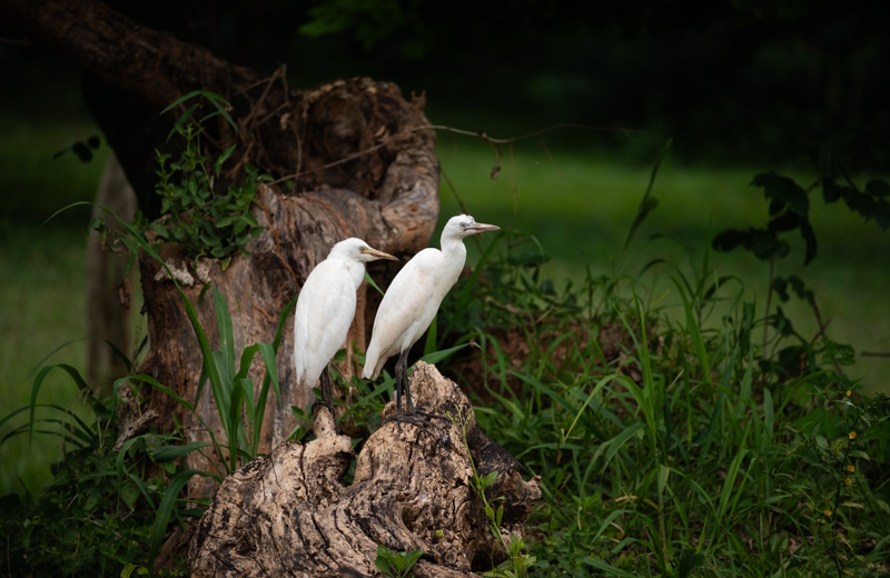 Legon botanische tuin Accra