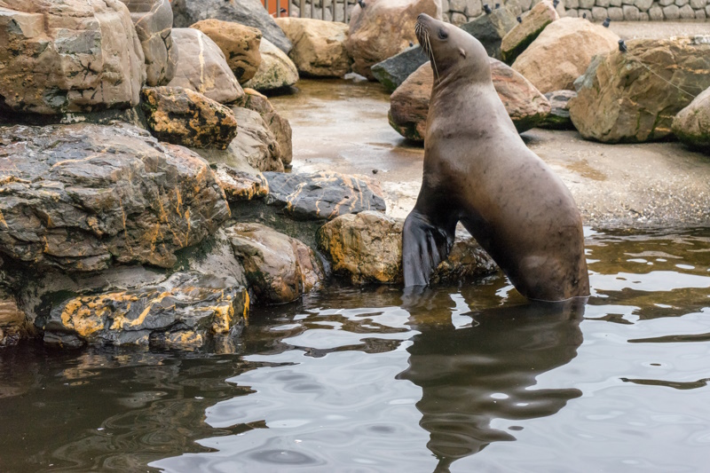 Harderwijk Dolfinarium zeeleeuw