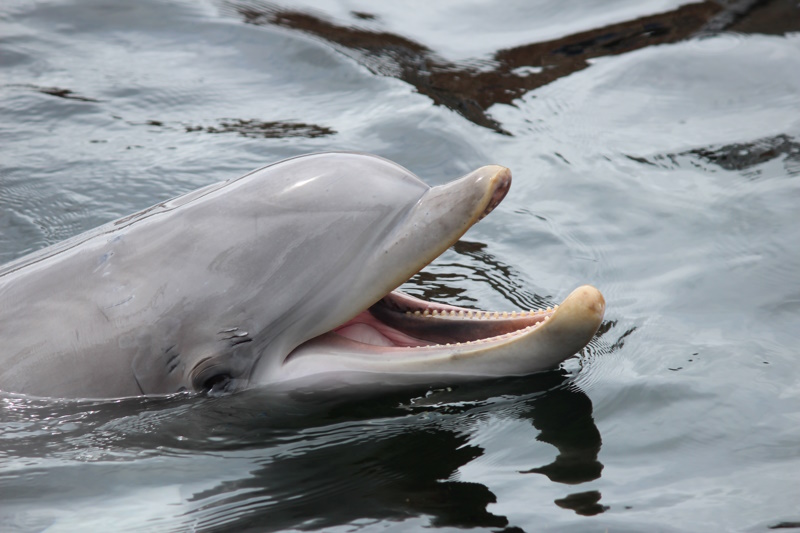 Harderwijk Dolfinarium