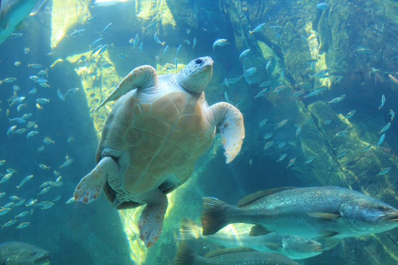 Kaapstad aquarium schildpad