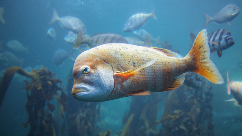 Kaapstad aquarium