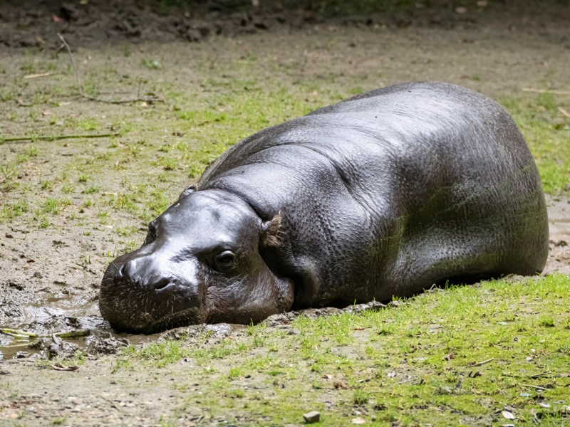 GaiaZoo in Kerkrade Limburg