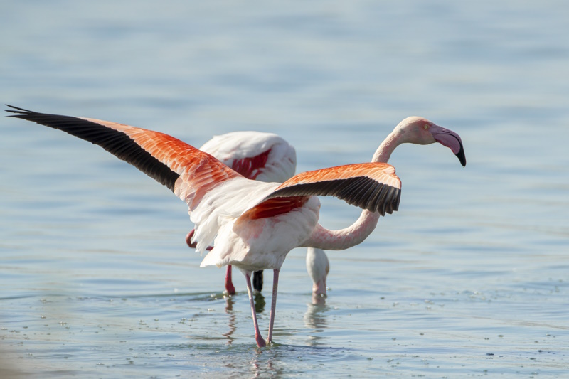 Flamingo-eiland bij Monastir