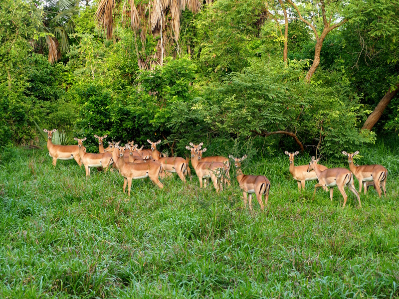 Rondreis Mozambique Gorongosa National Park