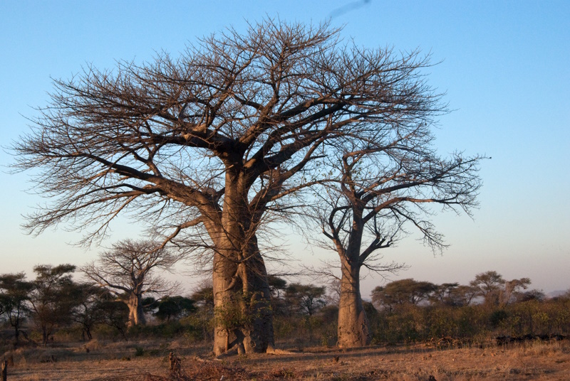 Rondreis Mozambique