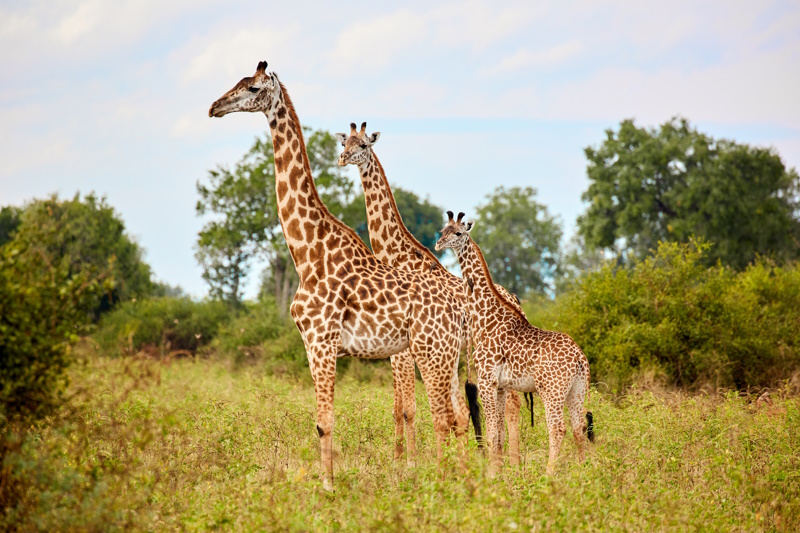 Rondreis Zambia South Luangwa National Park