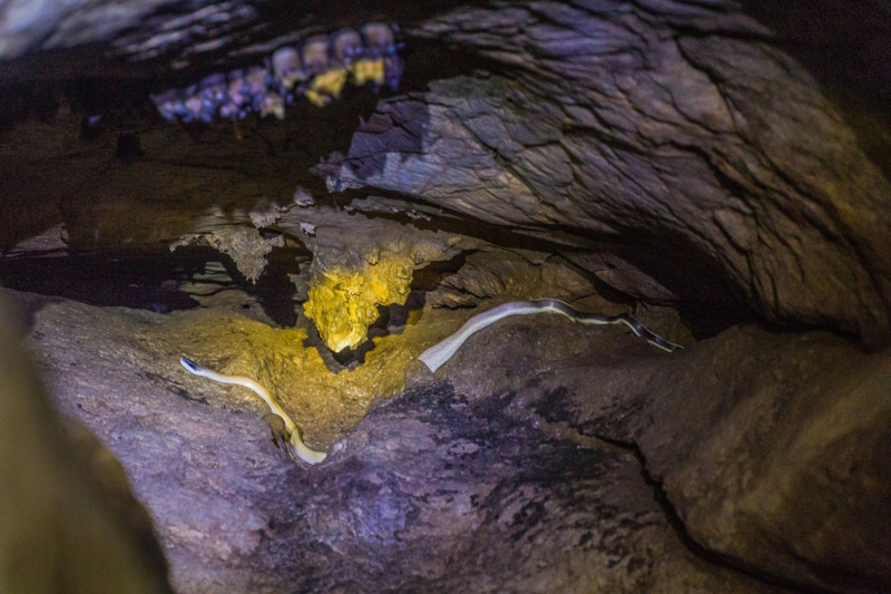 Taman Negara grot