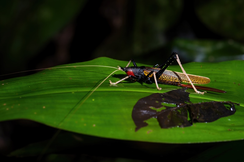 Taman Negara nachtwandeling