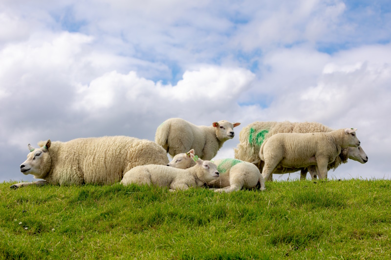 Texel schapen