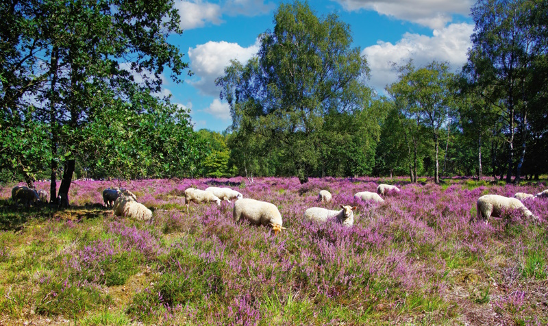 Venlo heide