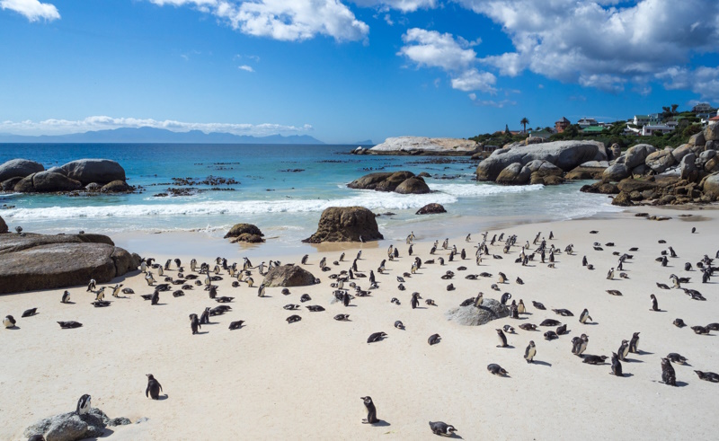 Boulders Beach in Zuid-Afrika