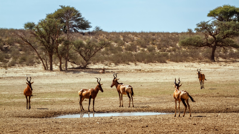 Zuid-Afrika Kgalagadi National Park