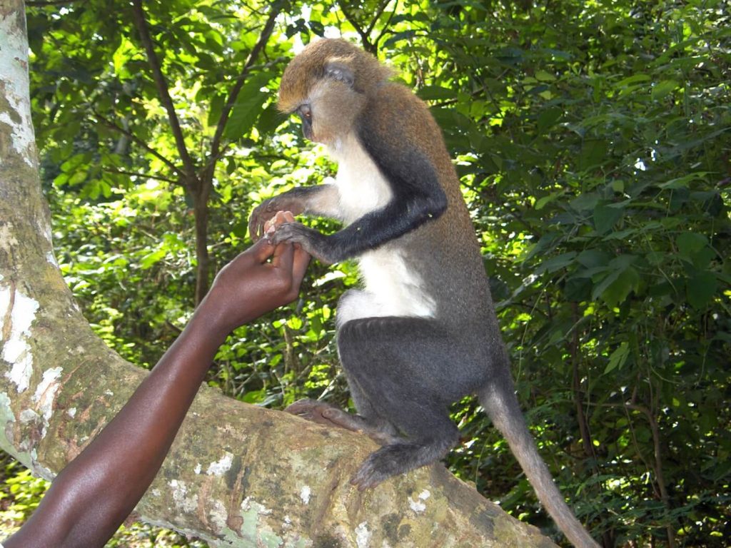 Boabeng Fiema Monkey Sanctuary