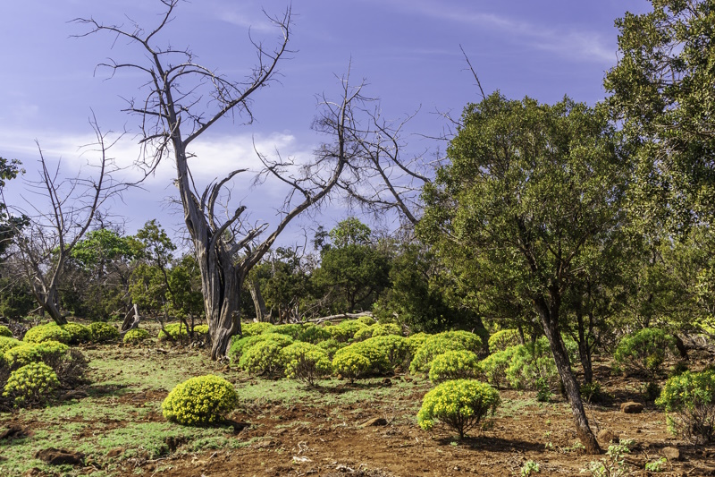 Djibouti Day Forest National Park