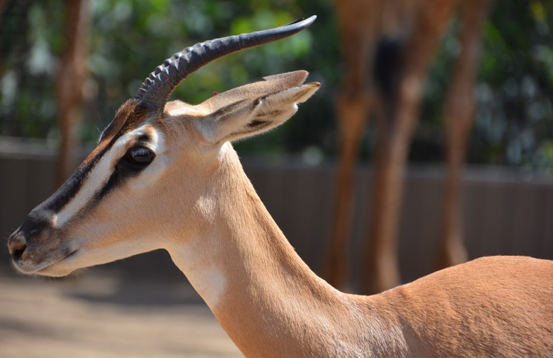 Djibouti gazelle