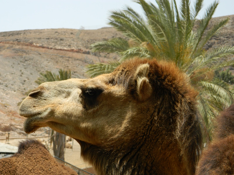 Dromedaris Oasis Park Fuerteventura