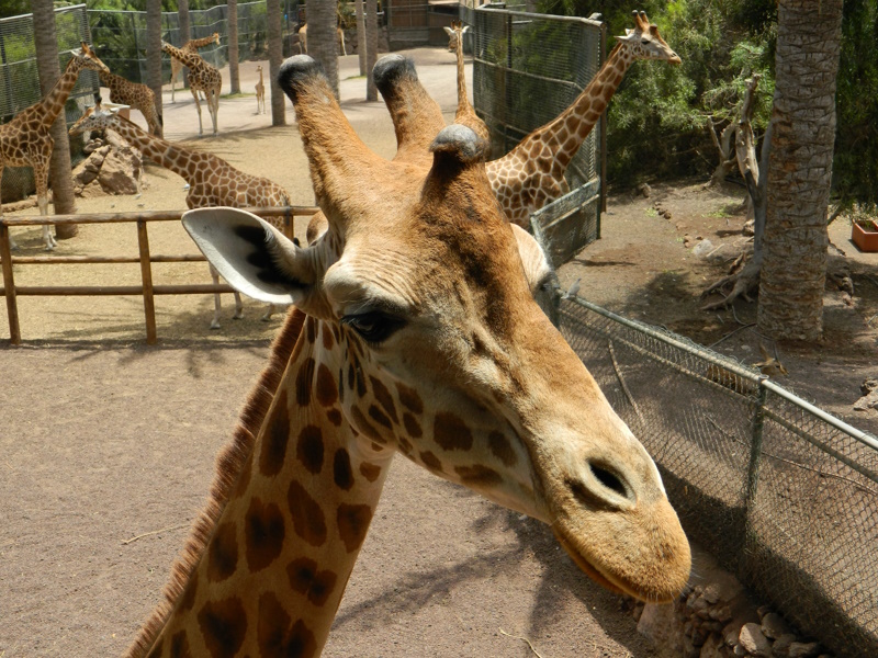 Oasis Park in Fuerteventura