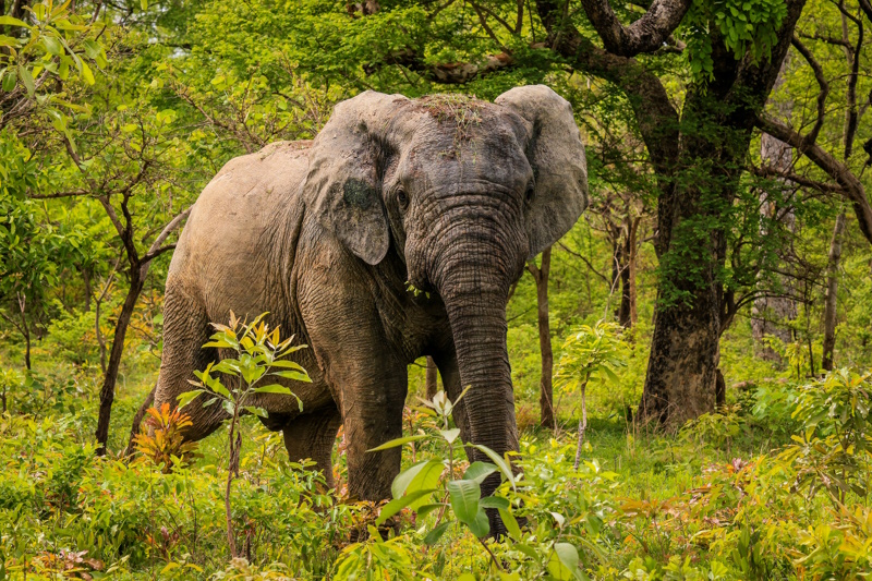 Olifant Mole National Park Ghana