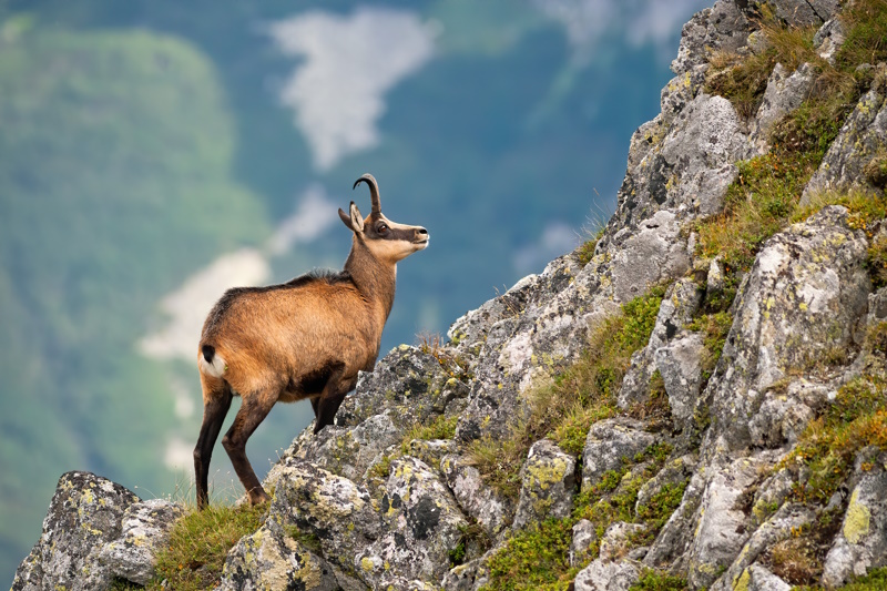 Hoge Tatra steenbok