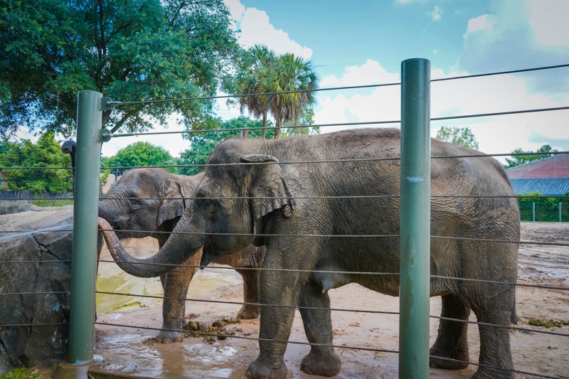 Houston dierentuin