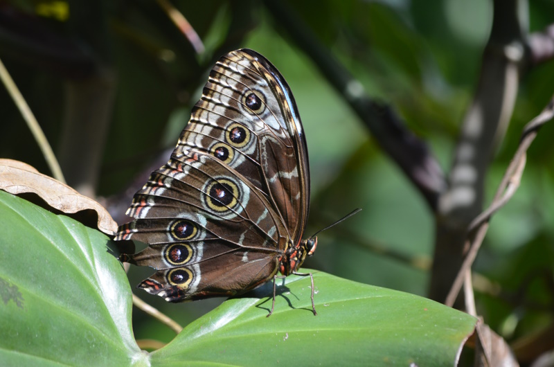 Butterfly Garden in Monteverde