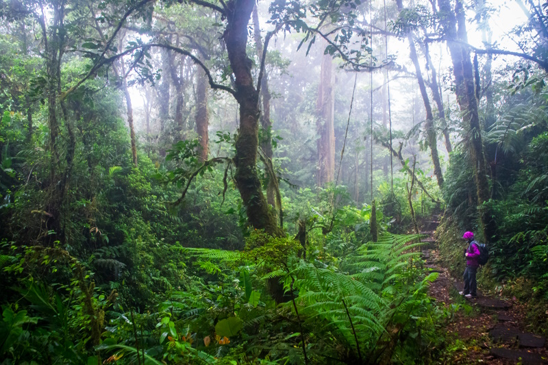 Cloud Forest in Monteverde