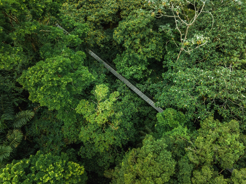 Monteverde hangbrug jungle