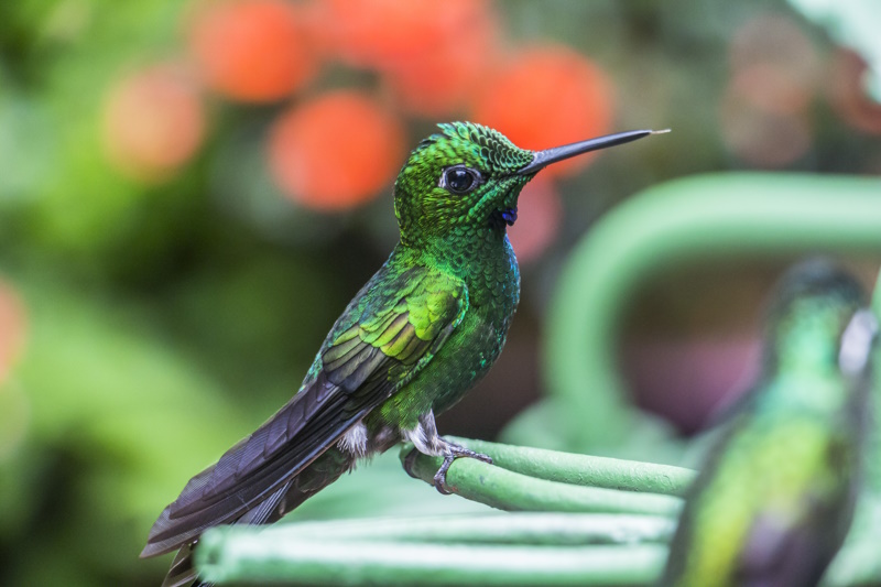 Monteverde kolibri