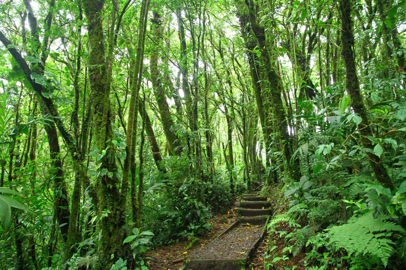 Wandelpad Monteverde Santa Elena Cloud Forest