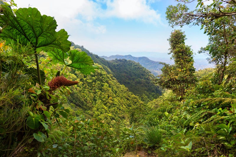 Monteverde Santa Elena Cloud Forest