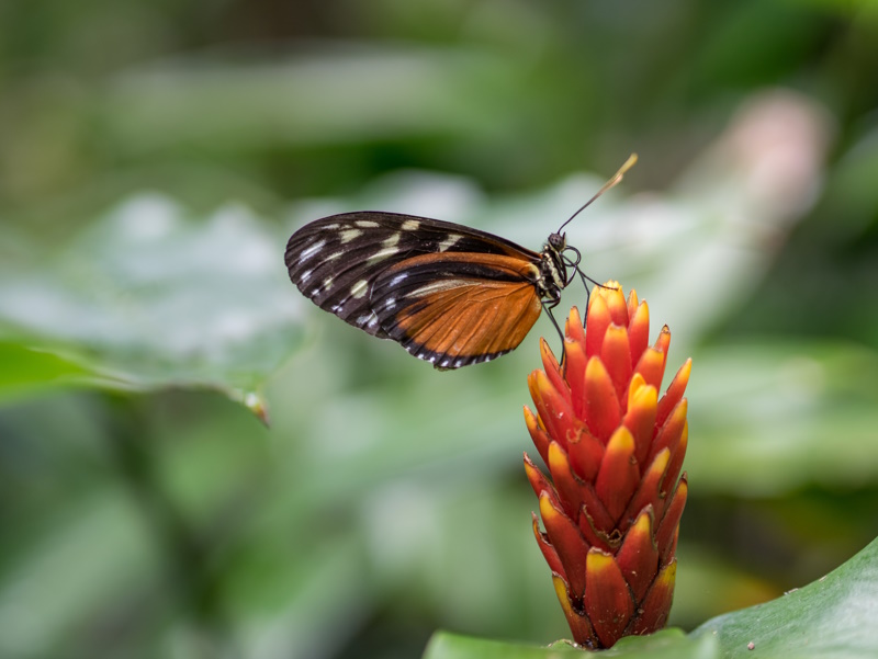 Monteverde vlindertuin