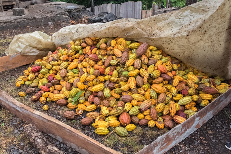 Sao Tome cacaoplantage