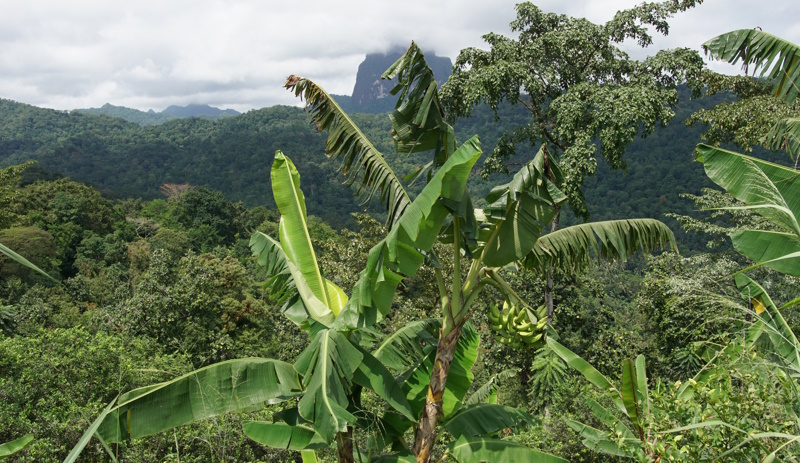 Sao Tomé regenwoud