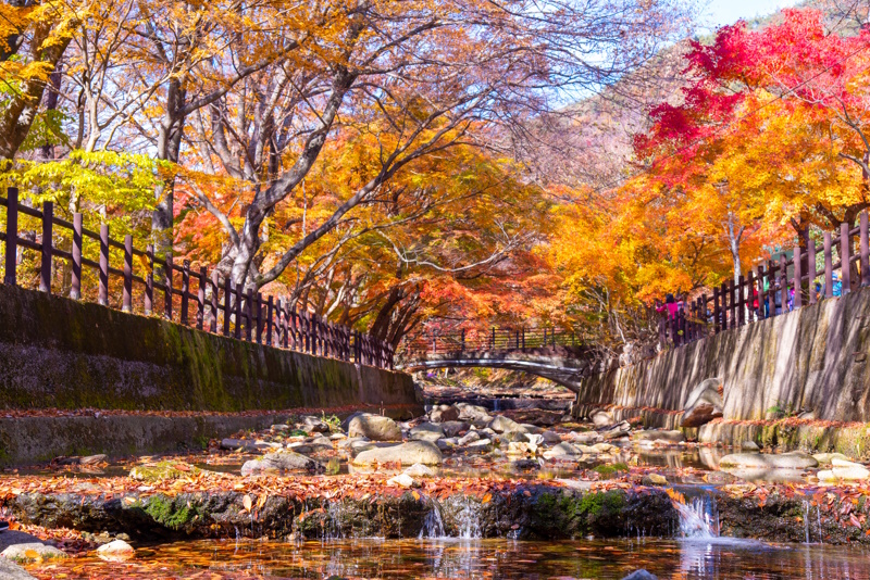 Herfstkleuren Naejangsan in Zuid-Korea