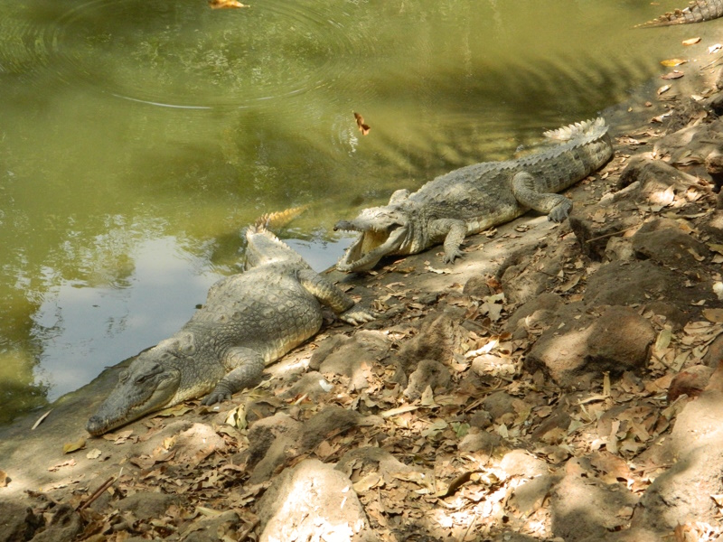 Banjul Kachikally Crocodile Pool