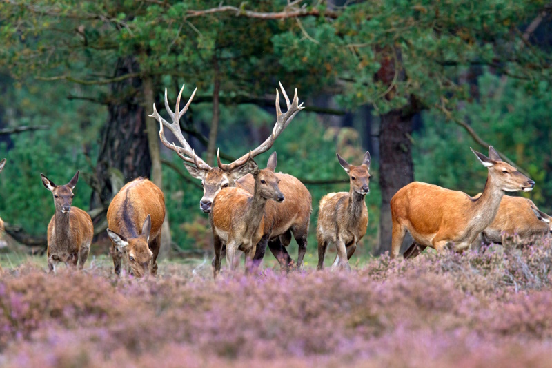 Herten Nationaal Park Hoge Veluwe Gelderland