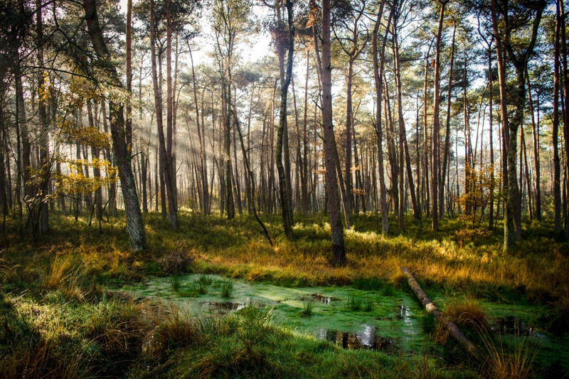 Gelderland Nationaal Park Hoge Veluwe