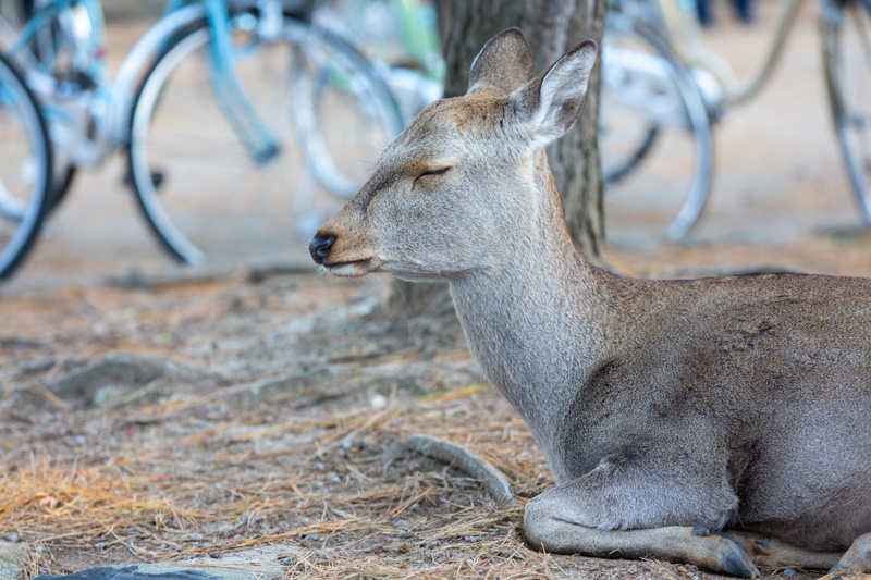 Nara hertje fiets