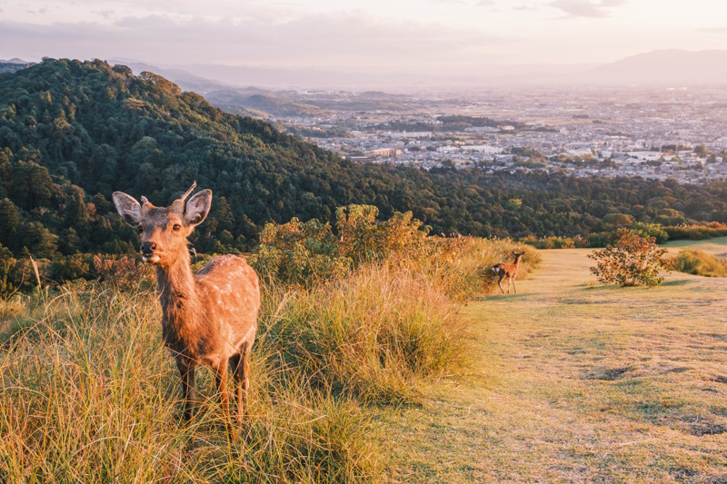 Mount Wakakusa in Nara