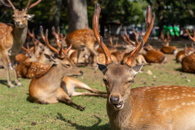 Nara Park hertjes