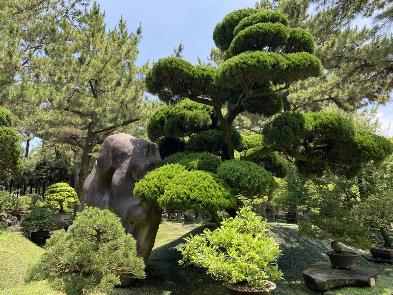 Bonsai Hallim Park Jeju