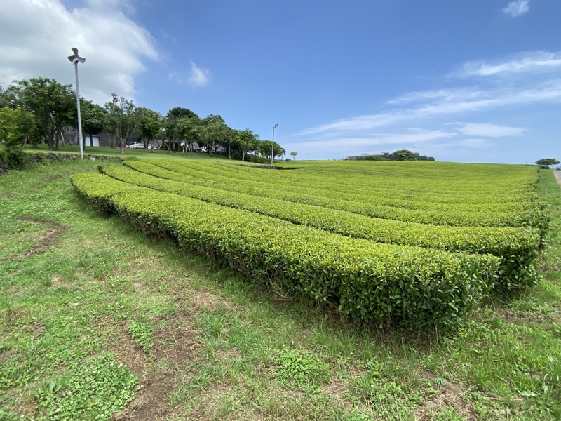 Jeju Osulloc theeplantage
