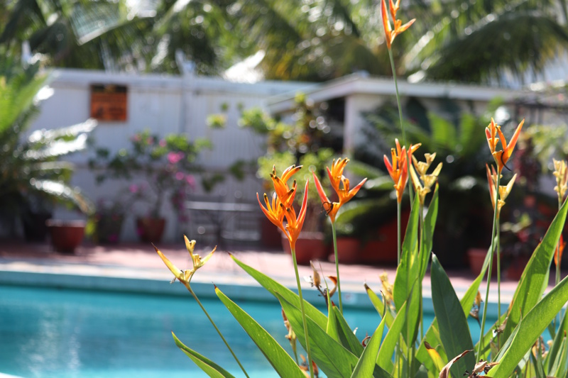 Guyana lodge bloemen