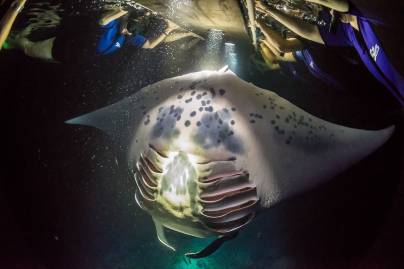 Hawaii zwemmen mantaroggen