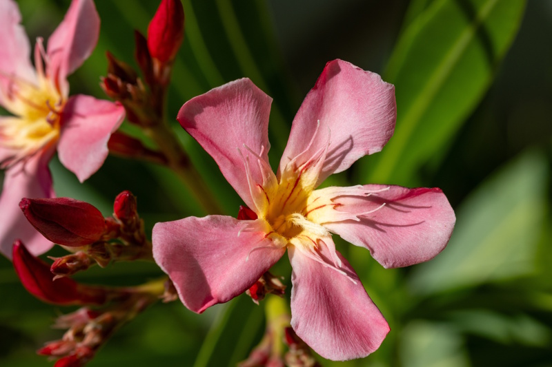 Negombo botanische tuin
