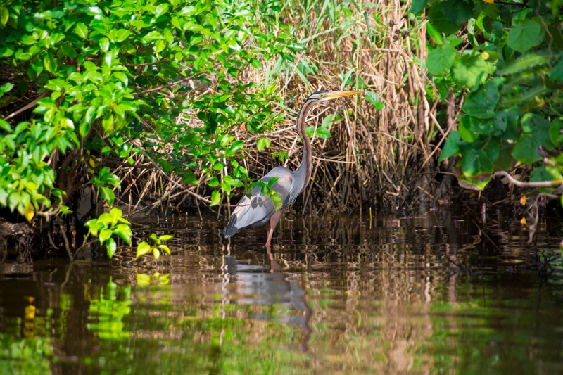 Negombo Muthurajawela